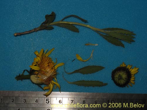 Bild von Haplopappus sp. #1589 (). Klicken Sie, um den Ausschnitt zu vergrössern.