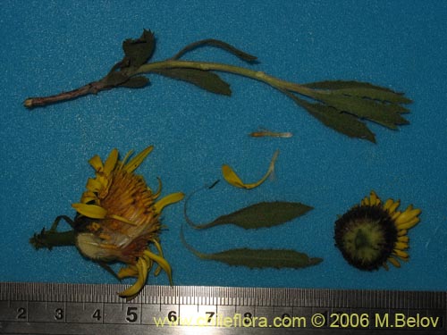 Bild von Haplopappus sp. #1589 (). Klicken Sie, um den Ausschnitt zu vergrössern.