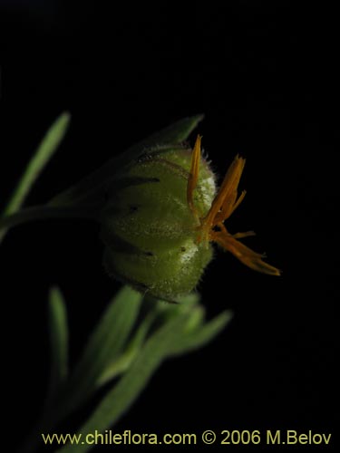 Image of Unidentified Plant sp. #2373 (). Click to enlarge parts of image.