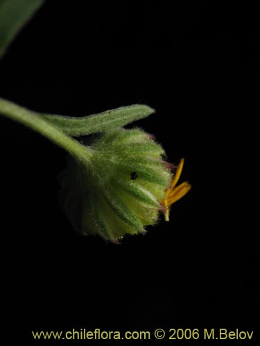 Bild von nicht bestimmte Pflanze sp. #2373 (). Klicken Sie, um den Ausschnitt zu vergrössern.