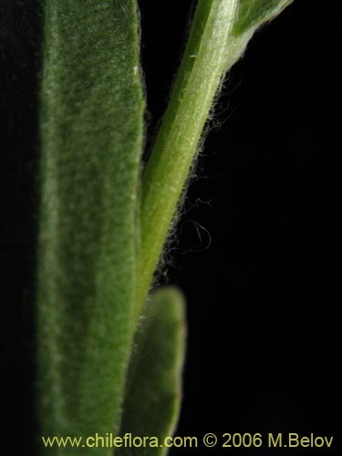 Bild von nicht bestimmte Pflanze sp. #2373 (). Klicken Sie, um den Ausschnitt zu vergrössern.