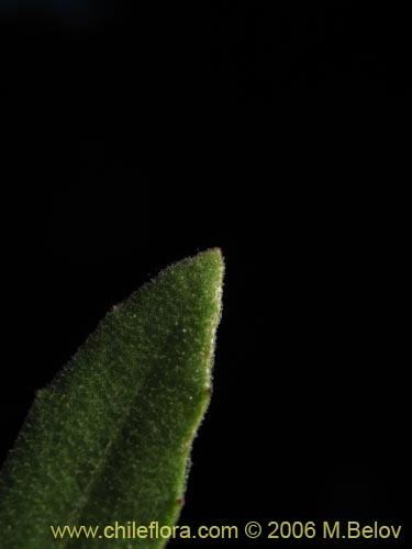 Bild von nicht bestimmte Pflanze sp. #2373 (). Klicken Sie, um den Ausschnitt zu vergrössern.