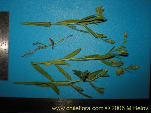 Bild von nicht bestimmte Pflanze sp. #2373 (). Klicken Sie, um den Ausschnitt zu vergrössern.