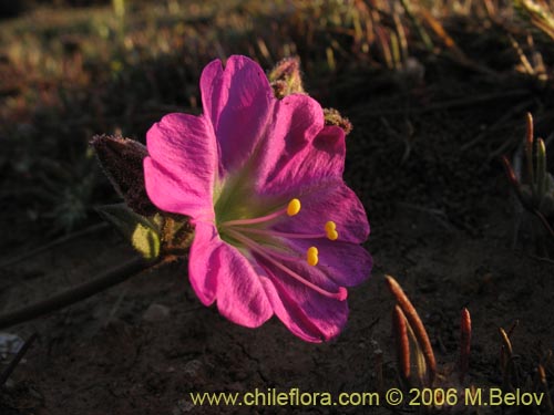 Image of Mirabilis prostrata (). Click to enlarge parts of image.