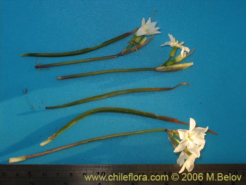 Image of Leucocoryne coquimbensis var. alba (). Click to enlarge parts of image.