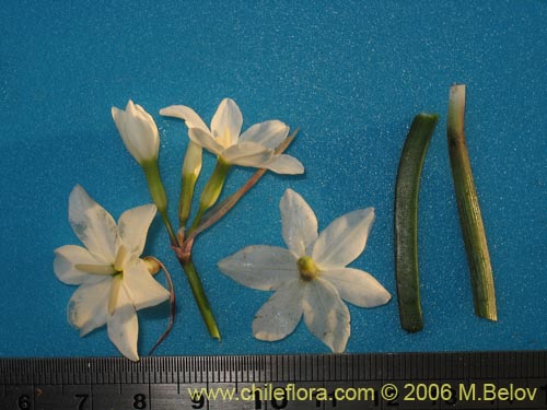 Image of Leucocoryne coquimbensis var. alba (). Click to enlarge parts of image.