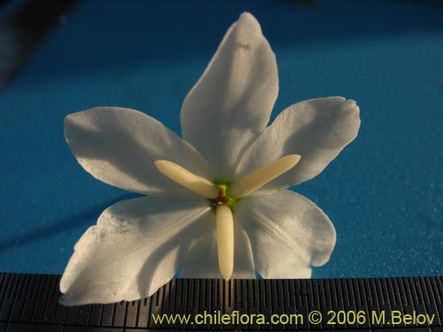 Image of Leucocoryne coquimbensis var. alba (). Click to enlarge parts of image.