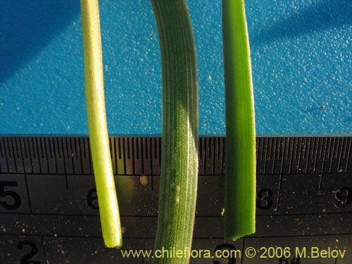 Image of Leucocoryne coquimbensis var. alba (). Click to enlarge parts of image.