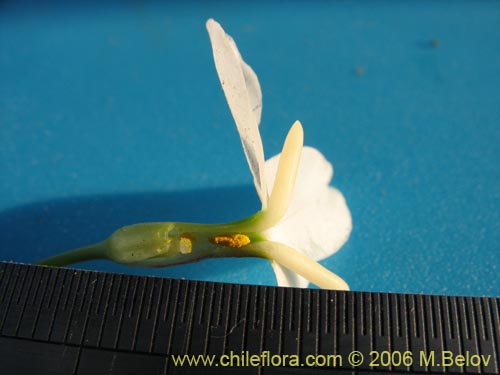 Image of Leucocoryne coquimbensis var. alba (). Click to enlarge parts of image.