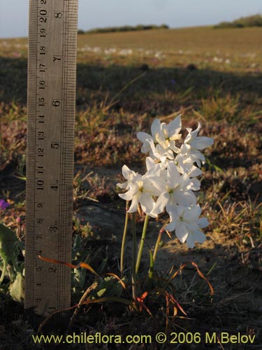 Image of Leucocoryne coquimbensis var. alba (). Click to enlarge parts of image.