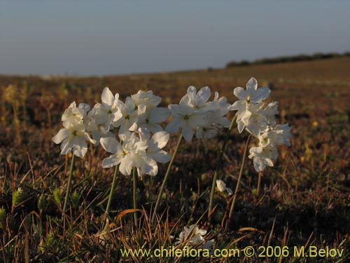 Image of Leucocoryne coquimbensis var. alba (). Click to enlarge parts of image.
