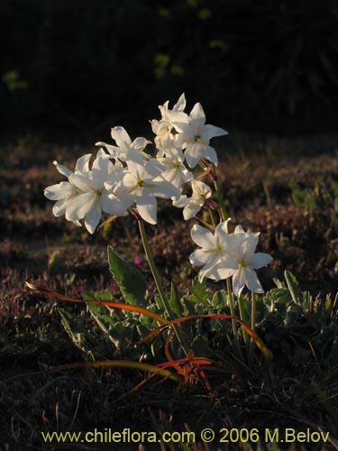 Image of Leucocoryne coquimbensis var. alba (). Click to enlarge parts of image.