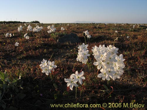 Image of Leucocoryne coquimbensis var. alba (). Click to enlarge parts of image.