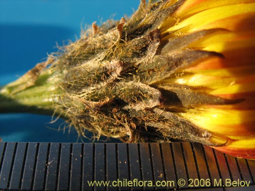 Bild von Asteraceae sp. #1850 (). Klicken Sie, um den Ausschnitt zu vergrössern.