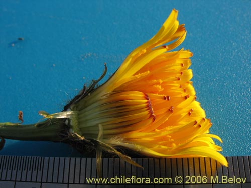 Bild von Asteraceae sp. #1850 (). Klicken Sie, um den Ausschnitt zu vergrössern.