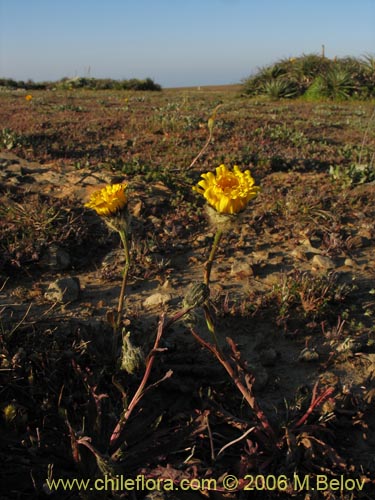 Bild von Asteraceae sp. #1850 (). Klicken Sie, um den Ausschnitt zu vergrössern.