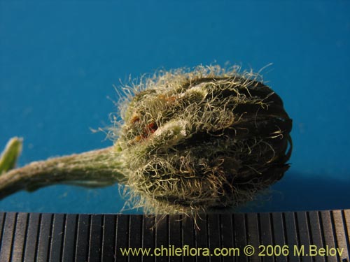 Bild von Asteraceae sp. #1850 (). Klicken Sie, um den Ausschnitt zu vergrössern.