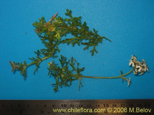 Bild von Asteraceae sp. #1850 (). Klicken Sie, um den Ausschnitt zu vergrössern.