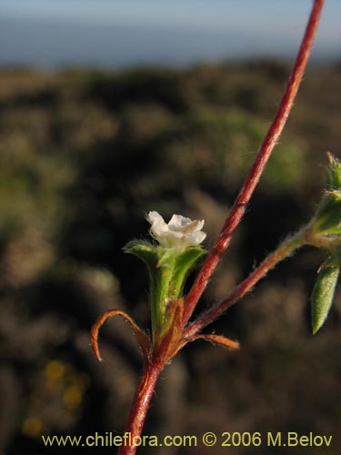 Image of Chorizanthe frankenioides (). Click to enlarge parts of image.