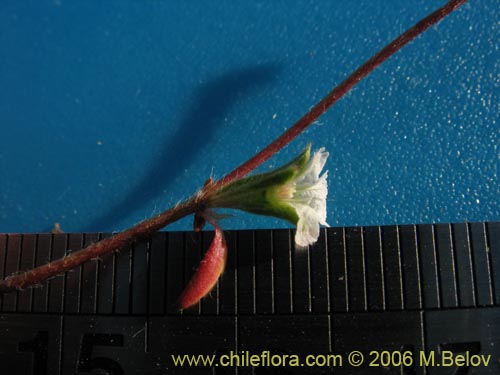 Chorizanthe frankenioides의 사진