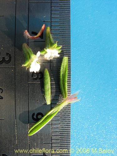 Chorizanthe frankenioides의 사진