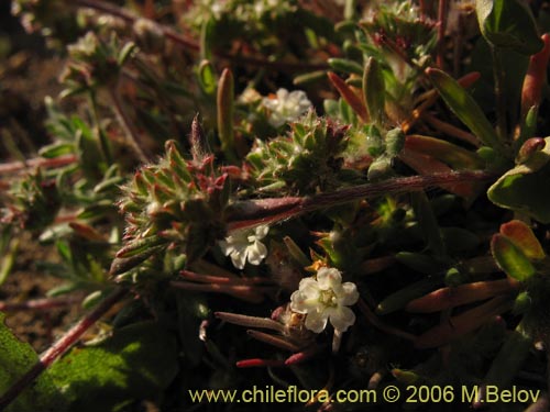 Chorizanthe frankenioides의 사진