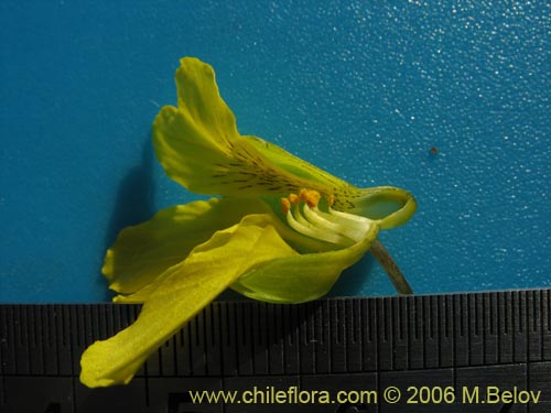 Image of Tropaeolum hookerianum var. hookerianum (). Click to enlarge parts of image.