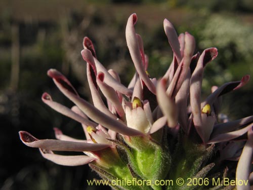 Image of Tweedia birostrata (Zahumerio / Voquicillo). Click to enlarge parts of image.