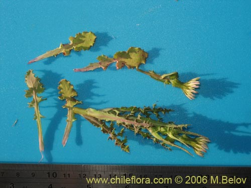 Imágen de Asteraceae sp. #1883 (). Haga un clic para aumentar parte de imágen.