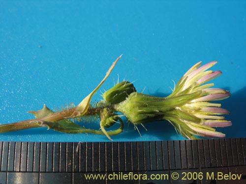 Imágen de Asteraceae sp. #1883 (). Haga un clic para aumentar parte de imágen.