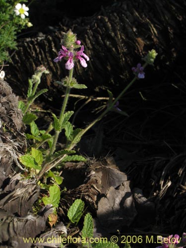 Image of Stachys sp. #1879 (). Click to enlarge parts of image.