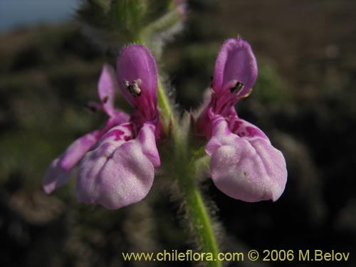 Image of Stachys sp. #1879 (). Click to enlarge parts of image.