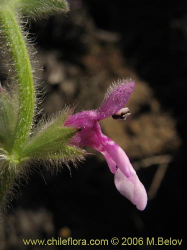 Image of Stachys sp. #1879 (). Click to enlarge parts of image.