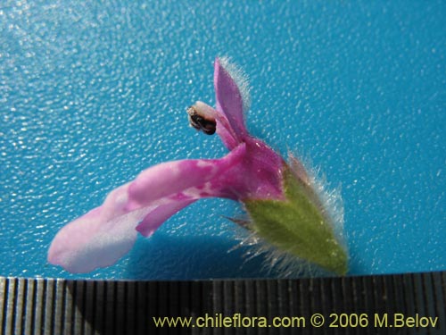 Image of Stachys sp. #1879 (). Click to enlarge parts of image.