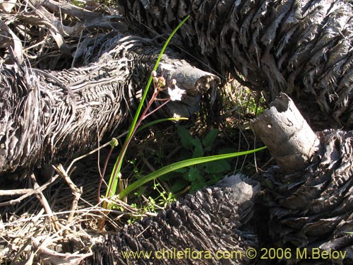 Image of Fortunatia biflora (). Click to enlarge parts of image.