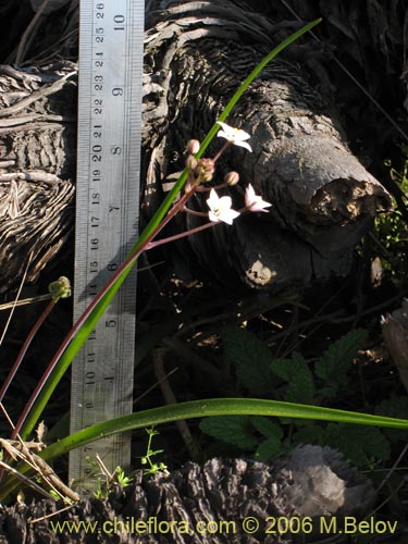 Image of Fortunatia biflora (). Click to enlarge parts of image.