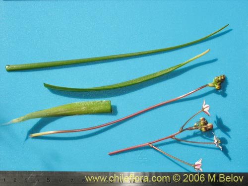 Image of Fortunatia biflora (). Click to enlarge parts of image.