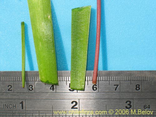 Image of Fortunatia biflora (). Click to enlarge parts of image.