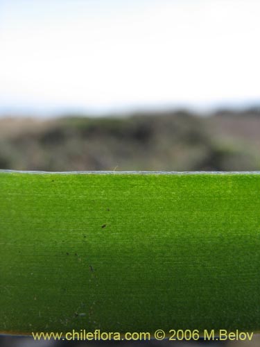 Image of Fortunatia biflora (). Click to enlarge parts of image.