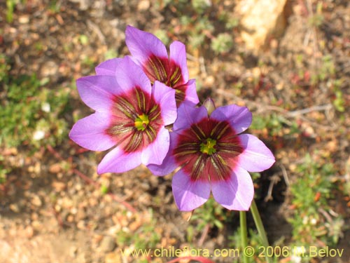 Image of Leucocoryne purpurea (). Click to enlarge parts of image.