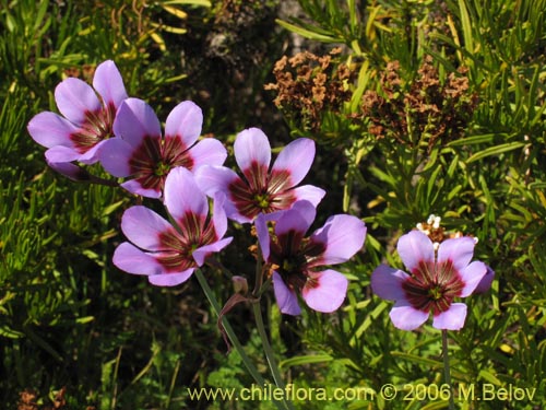 Image of Leucocoryne purpurea (). Click to enlarge parts of image.