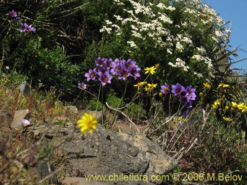 Image of Leucocoryne purpurea (). Click to enlarge parts of image.