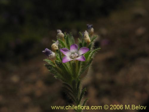 未確認の植物種 sp. #2375の写真