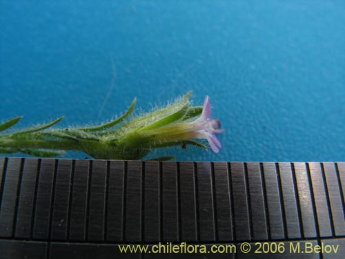 未確認の植物種 sp. #2375の写真