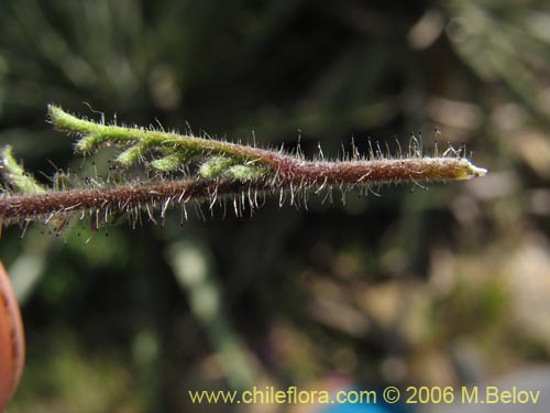 Bild von Schizanthus litoralis (Mariposita costera). Klicken Sie, um den Ausschnitt zu vergrössern.