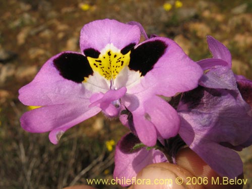 Bild von Schizanthus litoralis (Mariposita costera). Klicken Sie, um den Ausschnitt zu vergrössern.