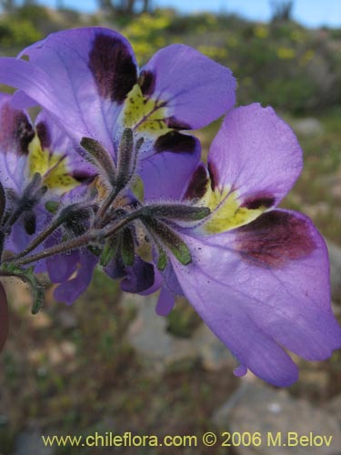 Bild von Schizanthus litoralis (Mariposita costera). Klicken Sie, um den Ausschnitt zu vergrössern.