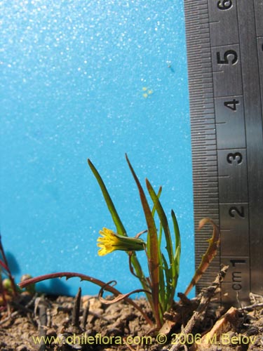 Bild von Asteraceae sp. #1884 (). Klicken Sie, um den Ausschnitt zu vergrössern.