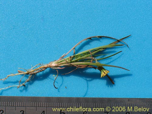 Bild von Asteraceae sp. #1884 (). Klicken Sie, um den Ausschnitt zu vergrössern.