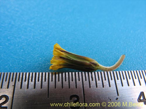 Bild von Asteraceae sp. #1884 (). Klicken Sie, um den Ausschnitt zu vergrössern.